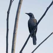 Brown Oriole