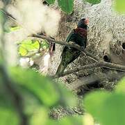 Rainbow Lorikeet