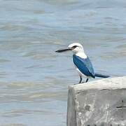 Beach Kingfisher