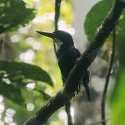 Blue-black Kingfisher