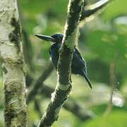 Blue-black Kingfisher