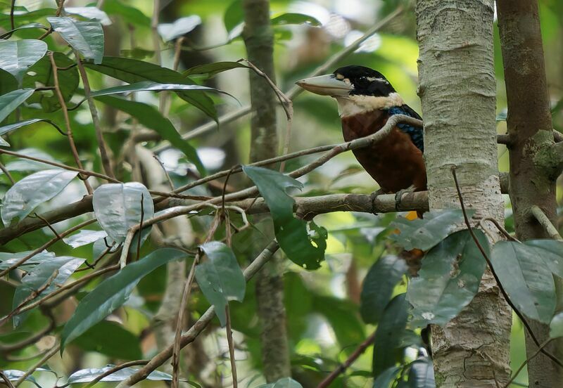 Rufous-bellied Kookaburra male adult breeding