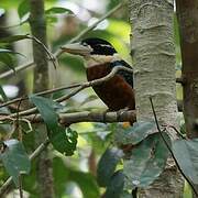 Rufous-bellied Kookaburra