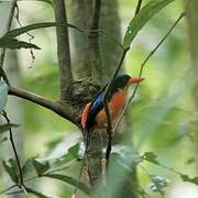 Red-breasted Paradise Kingfisher