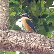 Sacred Kingfisher