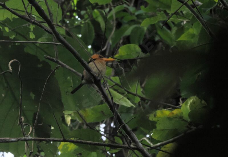 Yellow-billed Kingfisher male adult breeding