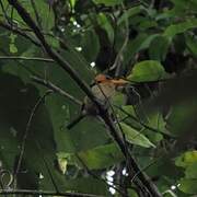 Yellow-billed Kingfisher