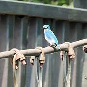 Cerulean Kingfisher