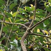 Rufous-sided Honeyeater