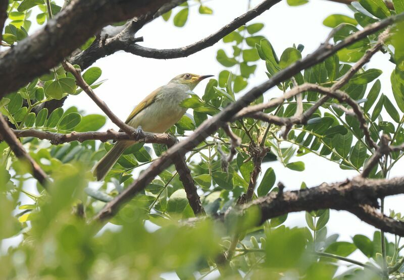 Brown Honeyeaterjuvenile