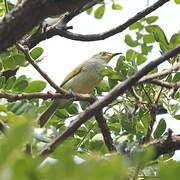 Brown Honeyeater