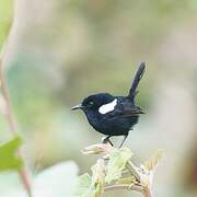 White-shouldered Fairywren