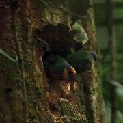 Red-breasted Pygmy Parrot