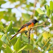 Small Minivet