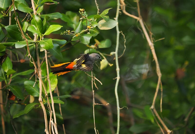 Minivet oranor mâle adulte