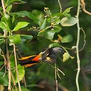 Minivet oranor