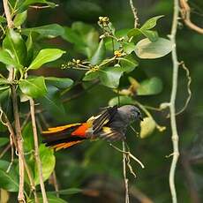 Minivet oranor