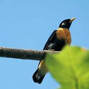 Golden Myna