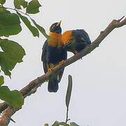 Golden Myna