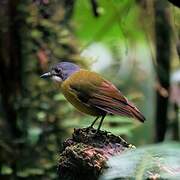 Green-backed Robin