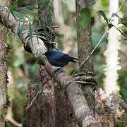 Slaty Robin