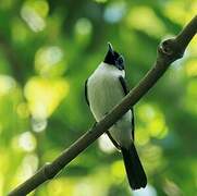 Frilled Monarch