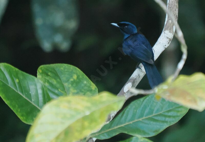 Shining Flycatcher male adult breeding