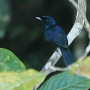 Shining Flycatcher