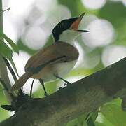 Shining Flycatcher