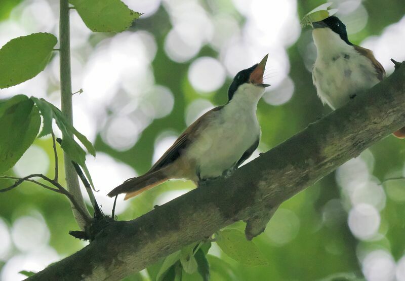 Shining Flycatcher, eats