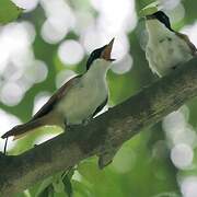 Shining Flycatcher