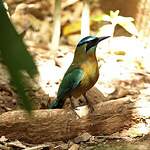 Motmot de Lesson