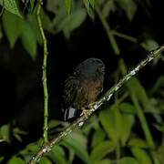 Papuan Hawk-Owl