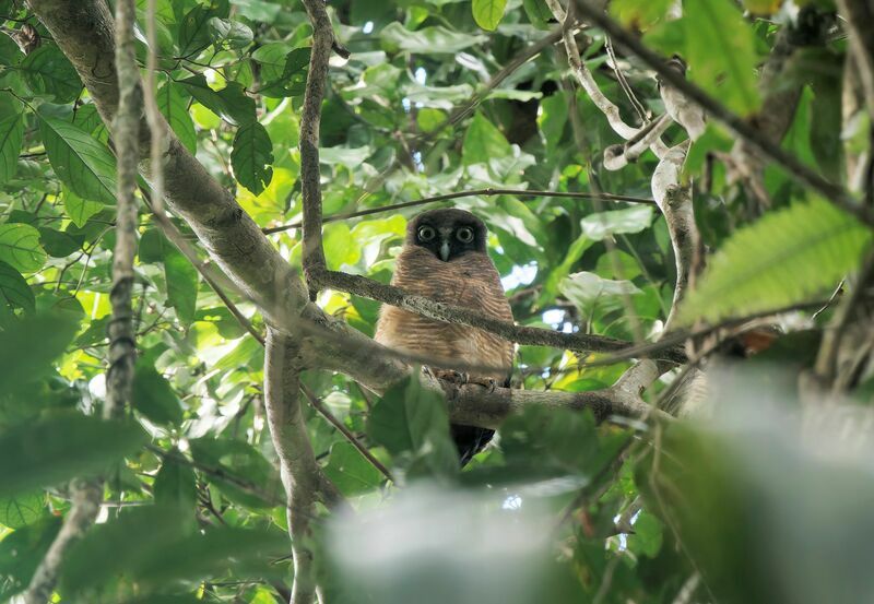 Rufous Owl