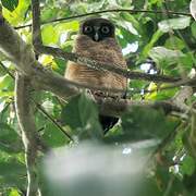 Rufous Owl