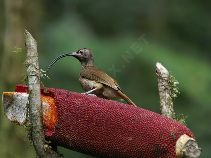 Paradisier d'Albertis femelle adulte, mange