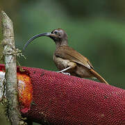 Black-billed Sicklebill