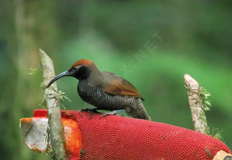 Black Sicklebill female adult breeding, eats