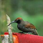 Black Sicklebill