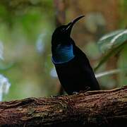 Magnificent Riflebird