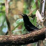 Magnificent Riflebird