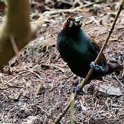 Magnificent Bird-of-paradise