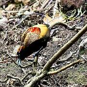 Magnificent Bird-of-paradise