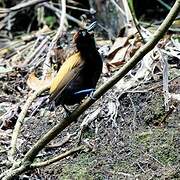 Magnificent Bird-of-paradise