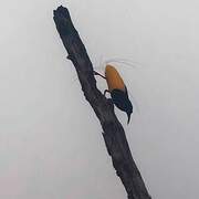 Twelve-wired Bird-of-paradise