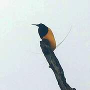 Twelve-wired Bird-of-paradise