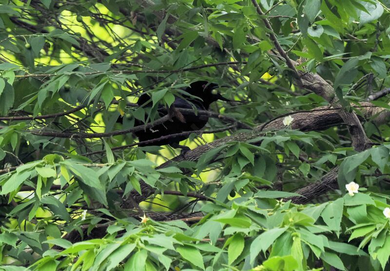 Glossy-mantled Manucode male adult, eats