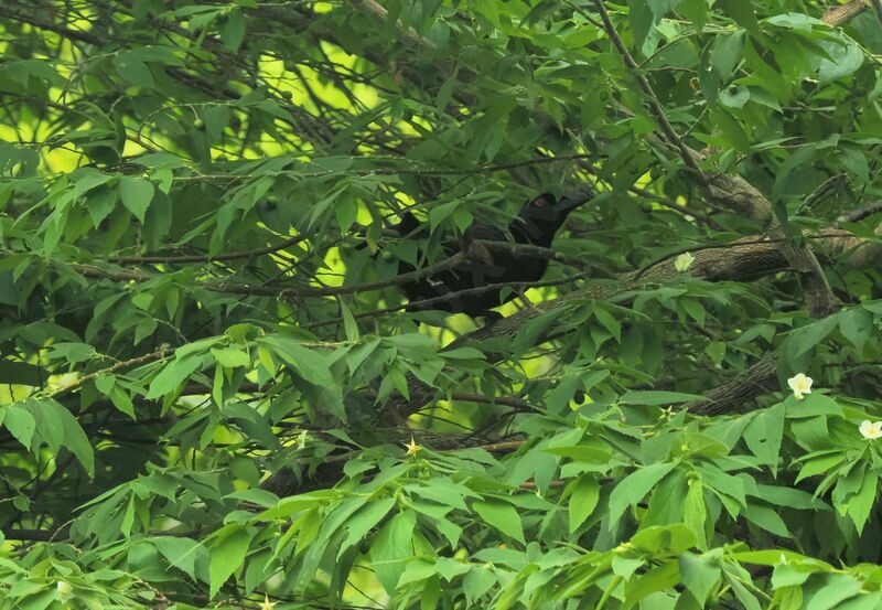 Glossy-mantled Manucode male adult