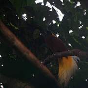 Lesser Bird-of-paradise