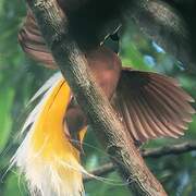 Lesser Bird-of-paradise